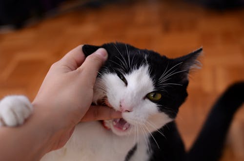 How to Stop Your Kitten from Biting？Why Do Cats Like to Bite Humans? 