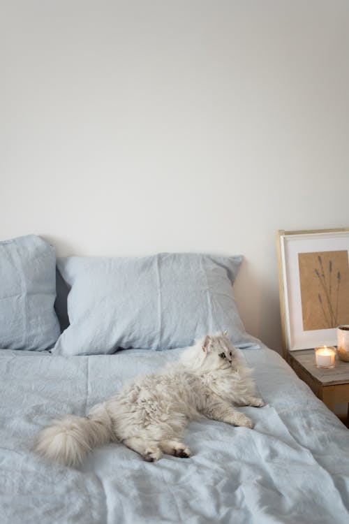 Free Gray Cat on the Bed Stock Photo