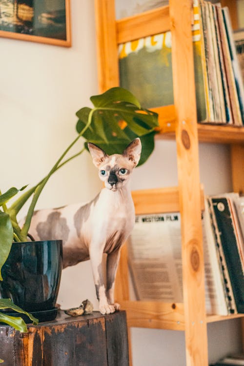 Free Sphynx cat Stock Photo