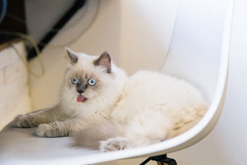 Why You Should Think Twice Before Buying a Ragdoll Cat