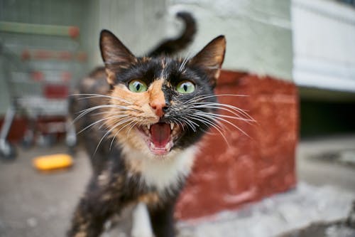 Free A Brown and Black Angry Cat Stock Photo