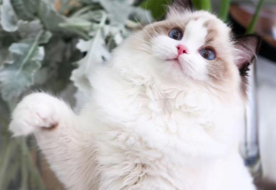 The Love Story of a Ragdoll and a Stray: A Tale of Cross-Breed Romance and the Mystery of Their Offspring