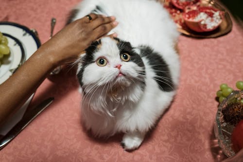 Free Person Petting the Cat Stock Photo