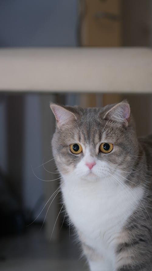 Free Photo of a Cat  Stock Photo