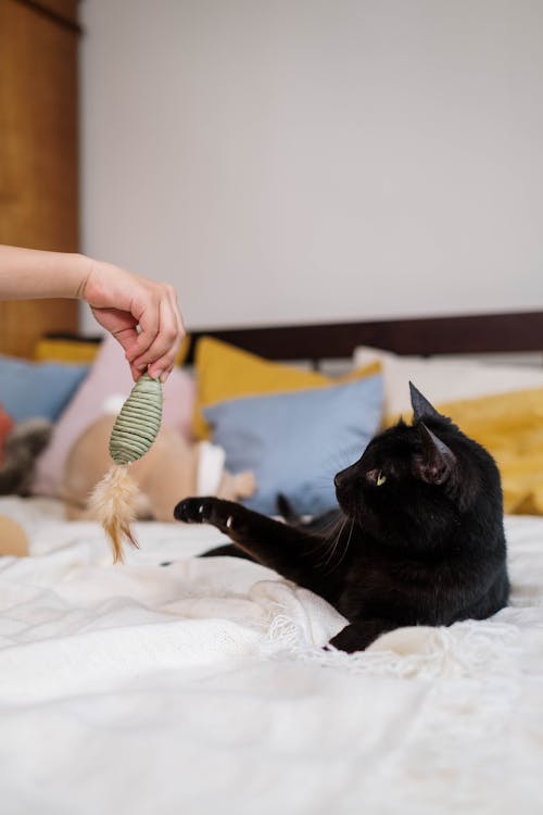 How to Train Your Cat to Respond on Command in Just Five Steps