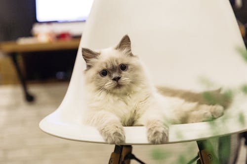 Free Short-haired White Cat on Chair Stock Photo