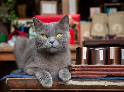 How to Manage Your Cat's Habit of Jumping on the Table