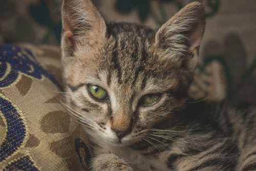 Should You Spay or Neuter Your Cat? A Comprehensive Guide to Pre and Post-Surgery Care