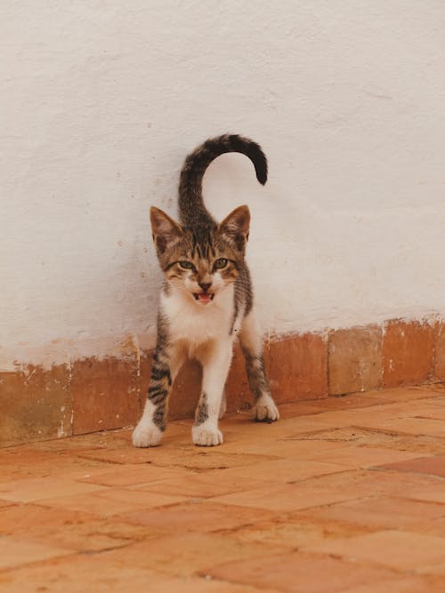 Why Is My Cat Slapping Me with Its Tail? Is It Trying to Play?