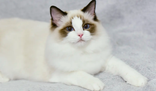 The Fascination with Ragdoll Cats: Exploring Their Unique Coat Patterns