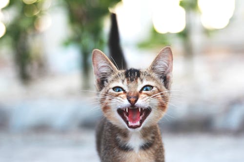 Free Photo of Little Cat Meowing  Stock Photo