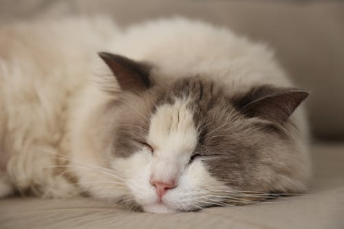 Free Close-up of a Sleeping Cat  Stock Photo