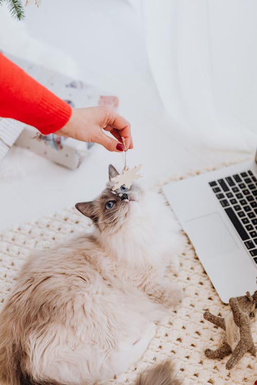 Why Ragdoll Cats Are the Top Choice for Pet Owners: A Personal Journey from Dog Lover to Cat Enthusiast