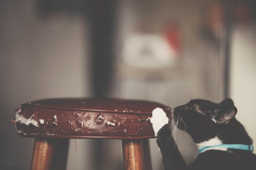 Free Close-Up Photo of Cat Scratching The Stool Stock Photo