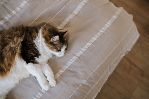 Free Fluffy Cat Lying on the Bed Stock Photo